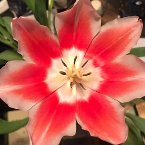 Meet your Posher, Kimberlee